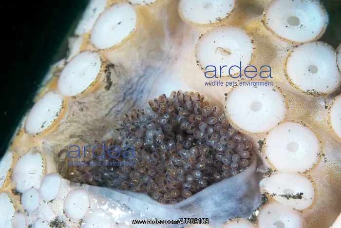 : Coconut Octopus - in glass jar with eggs : Coconut Octopus - in glass jar with eggs