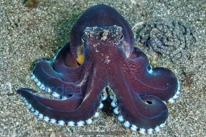: Coconut octopus (Octopus marginatus), Lembeh Strait : Coconut octopus (Octopus marginatus), Lembeh Strait