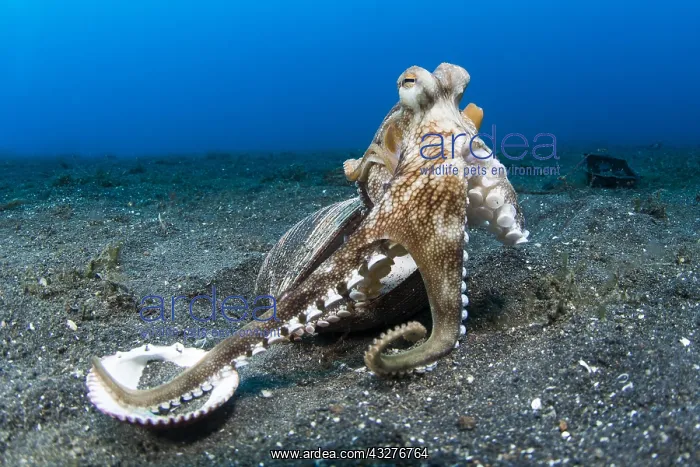 : Coconut octopus (Octopus marginatus) recovering : Coconut octopus (Octopus marginatus) recovering