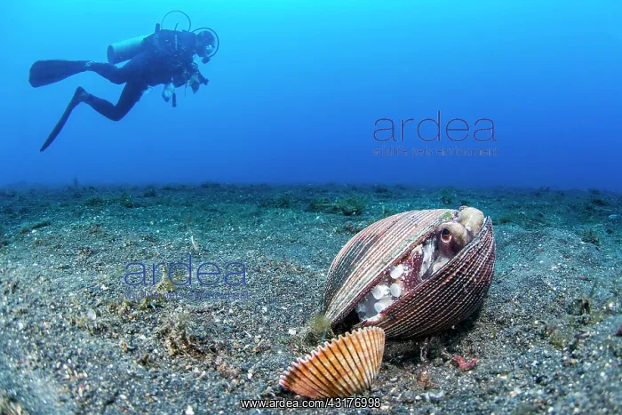 : Coconut octopus (Octopus marginatus) sheltering : Coconut octopus (Octopus marginatus) sheltering