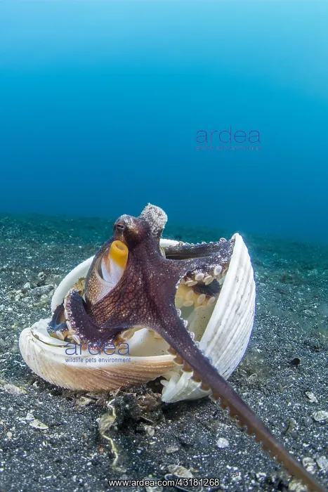 : Coconut octopus (Octopus marginatus) sheltering : Coconut octopus (Octopus marginatus) sheltering