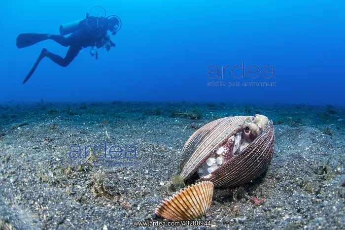 : Coconut octopus (Octopus marginatus) sheltering : Coconut octopus (Octopus marginatus) sheltering