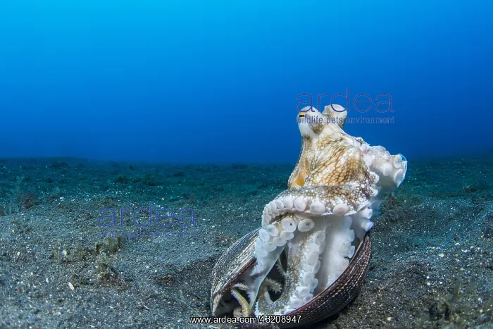 : Coconut octopus (Octopus marginatus) standing out : Coconut octopus (Octopus marginatus) standing out