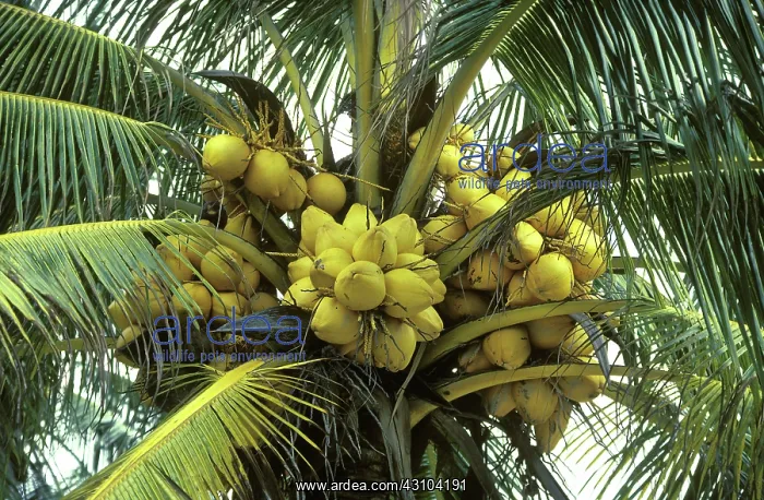 : Coconut Palm : Coconut Palm