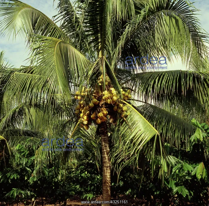 : Coconut Palm : Coconut Palm