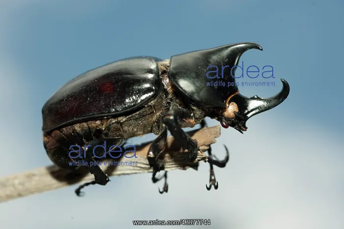 : Coconut Palm Beetle : Coconut Palm Beetle