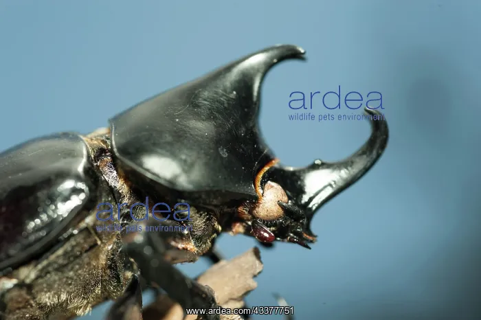  : Coconut Palm Beetle