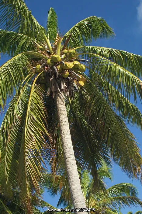  : Coconut palm and coconuts - On West Island