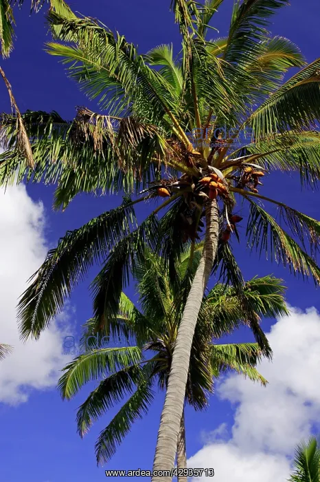 : Coconut palm (Cocos nucifera), Anakena Beach, Easter : Coconut palm (Cocos nucifera), Anakena Beach, Easter