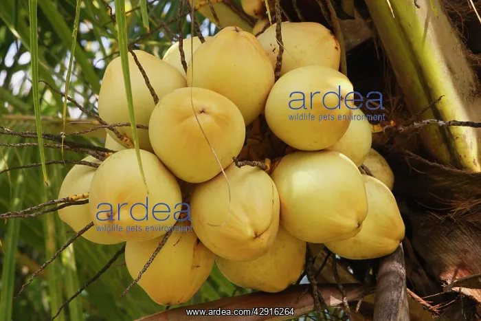 : Coconut Palm - fruit : Coconut Palm - fruit