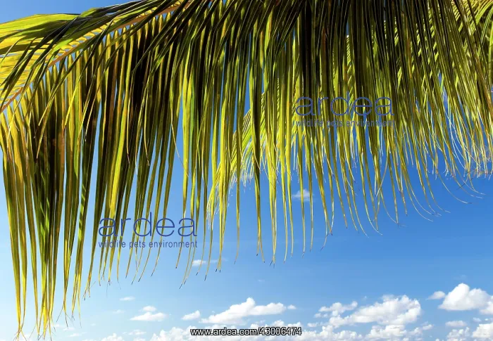 : Coconut palm leaf in the evening sun : Coconut palm leaf in the evening sun