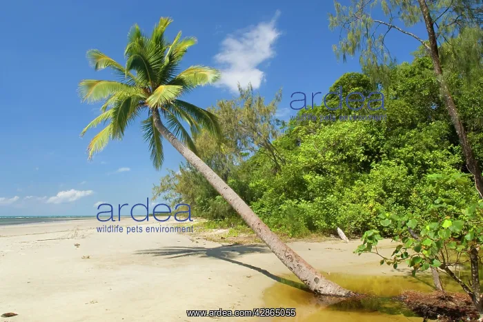 : Coconut palm - a single coconut palm grows on a : Coconut palm - a single coconut palm grows on a