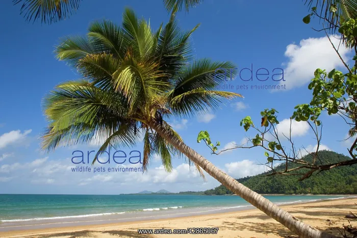 : Coconut palm - a single coconut palm grows on a : Coconut palm - a single coconut palm grows on a