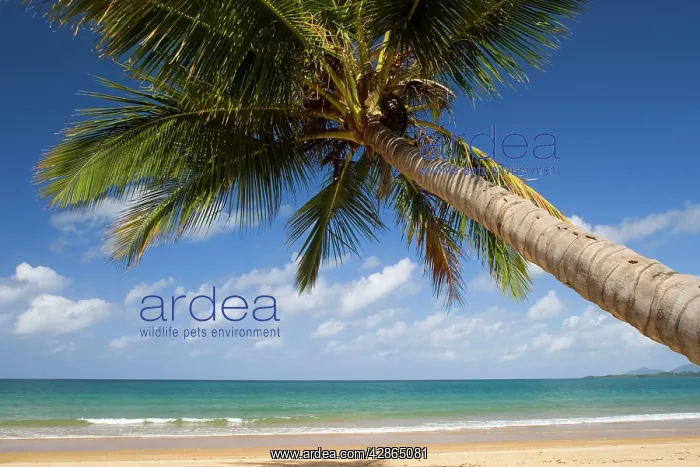 : Coconut palm - a single coconut palm grows on a : Coconut palm - a single coconut palm grows on a