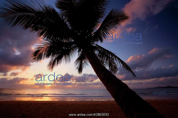 : Coconut palm - a single coconut palm grows on a : Coconut palm - a single coconut palm grows on a