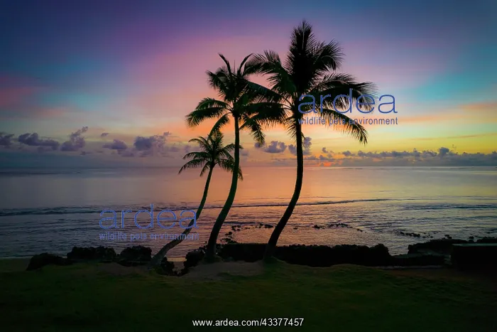 : Three coconut palm tree, Sunrise, Hauula, Windward : Three coconut palm tree, Sunrise, Hauula, Windward