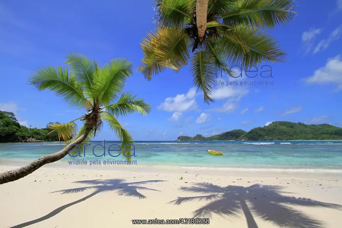 : Coconut palm trees (Cocos nucifera) on beach, Baie : Coconut palm trees (Cocos nucifera) on beach, Baie