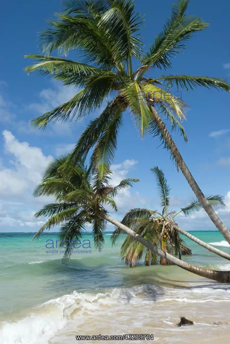 : Coconut palm trees (Cocos nucifera), Little Corn : Coconut palm trees (Cocos nucifera), Little Corn