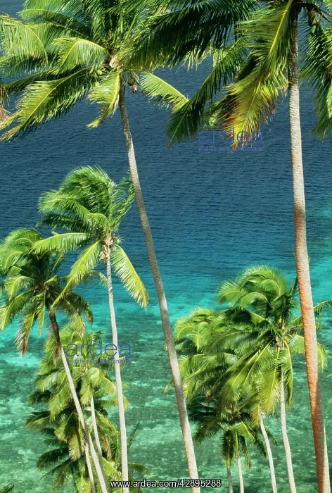  : COCONUT PALMS