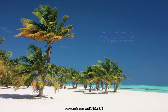 : Coconut palms on a beach near Punta Cana, Dominican : Coconut palms on a beach near Punta Cana, Dominican