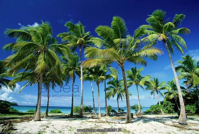 : Coconut palms on beach Taunga Island : Coconut palms on beach Taunga Island
