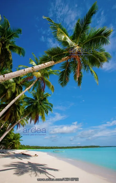 : Coconut palms on blue sky background. Indonesia : Coconut palms on blue sky background. Indonesia