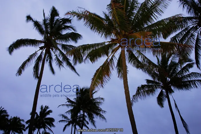 : Coconut palms (Cocos nucifera), Anakena Beach : Coconut palms (Cocos nucifera), Anakena Beach