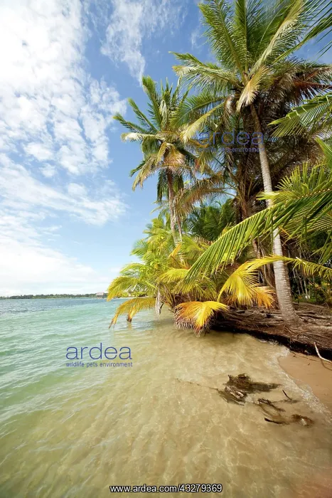 : Coconut Palms (Cocos nucifera) on the beach in Boca : Coconut Palms (Cocos nucifera) on the beach in Boca