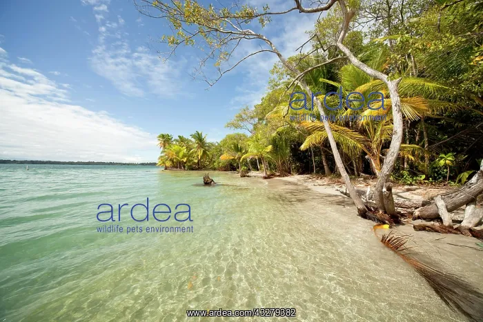 : Coconut Palms (Cocos nucifera) on the beach in Boca : Coconut Palms (Cocos nucifera) on the beach in Boca