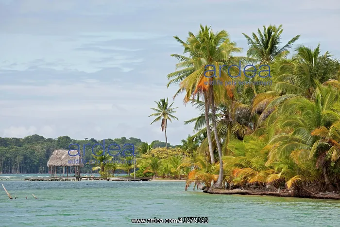 : Coconut Palms (Cocos nucifera) on the beach in Boca : Coconut Palms (Cocos nucifera) on the beach in Boca