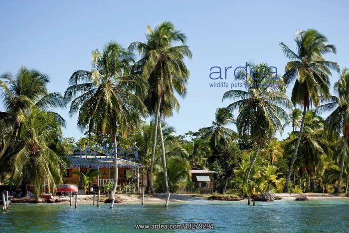 : Coconut Palms (Cocos nucifera) on the shores of : Coconut Palms (Cocos nucifera) on the shores of