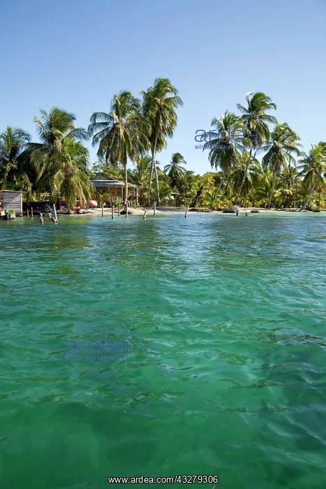 : Coconut palms (Cocos nucifera) on the shores of : Coconut palms (Cocos nucifera) on the shores of