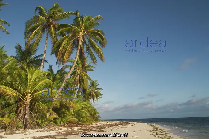: Coconut palms - On a deserted beach : Coconut palms - On a deserted beach
