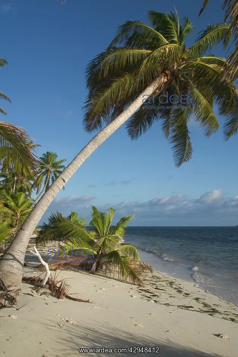 : Coconut palms - On a deserted beach on West island : Coconut palms - On a deserted beach on West island