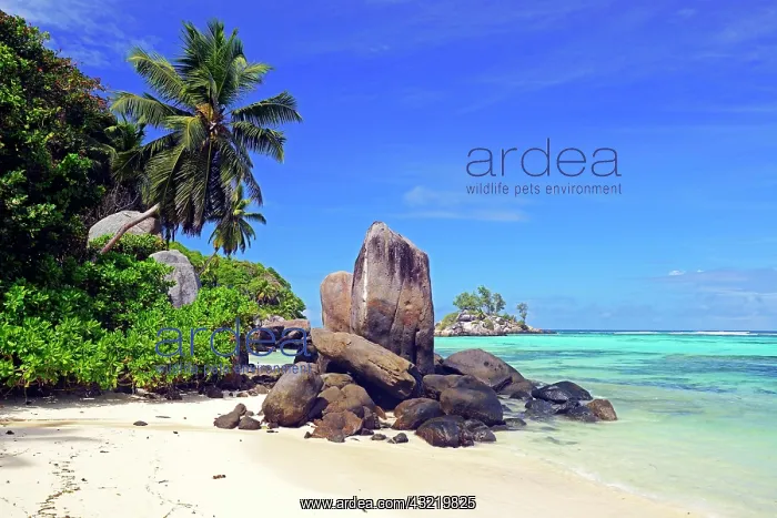 : Coconut palms and granite rocks on beach, Anse Royal : Coconut palms and granite rocks on beach, Anse Royal