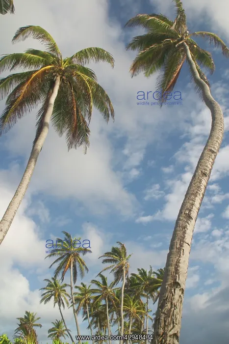 : Coconut Palms - Home Island : Coconut Palms - Home Island