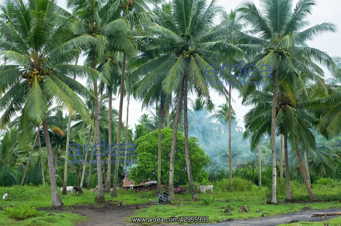 : Coconut plantation : Coconut plantation