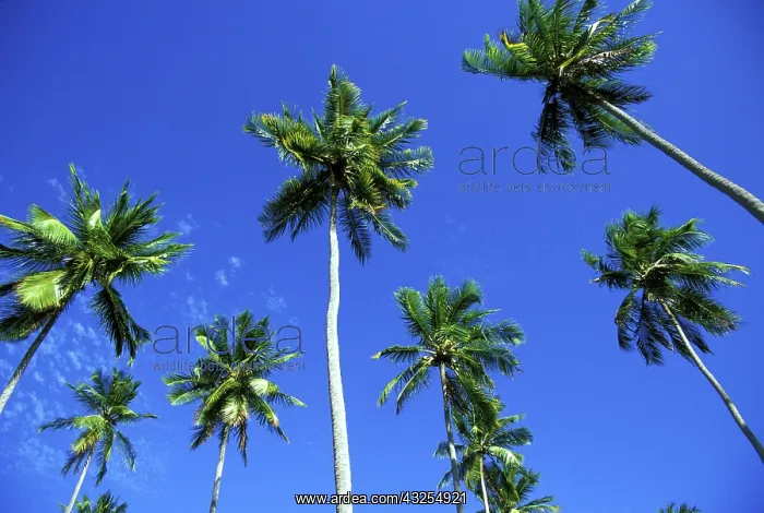 : Coconut Plantation : Coconut Plantation
