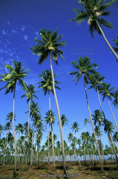 : Coconut Plantation : Coconut Plantation