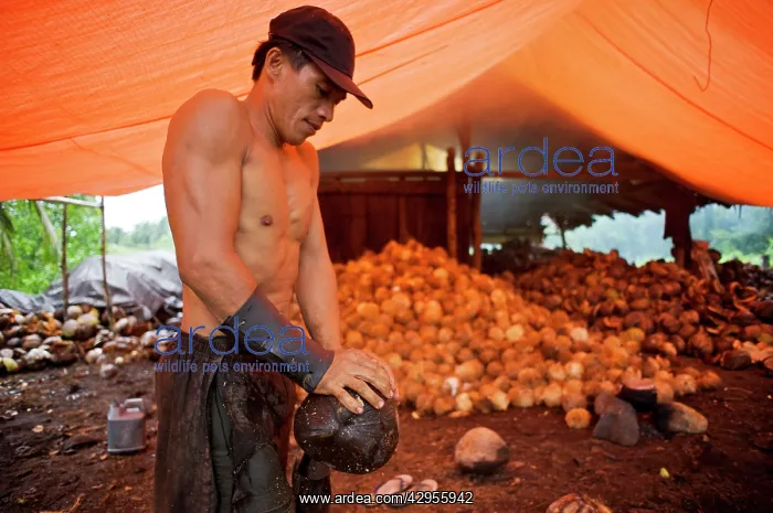 : Coconut production - Local man splitting and removing : Coconut production - Local man splitting and removing
