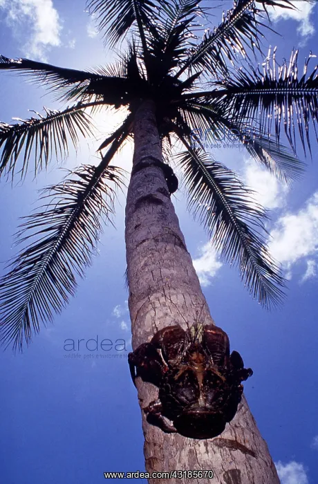  : Coconut  /  robber crab climbing up palm tree