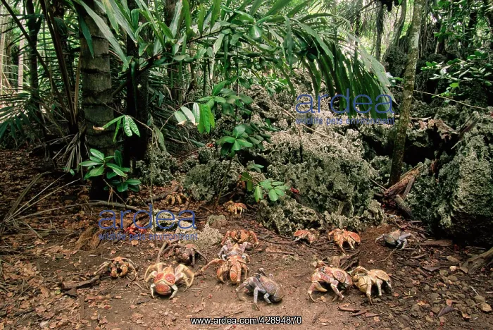 : Coconut / Robber Crab - moving through forestSS : Coconut / Robber Crab - moving through forestSS