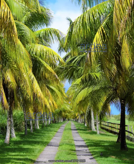 : Coconut row, Basse Terre landscape, Guadeloupe : Coconut row, Basse Terre landscape, Guadeloupe