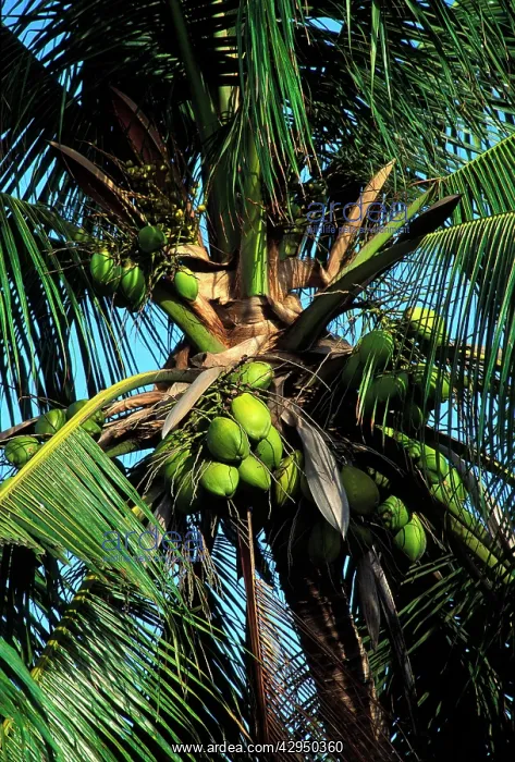  : Coconut Tree