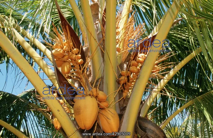  : Coconut Tree - coconuts