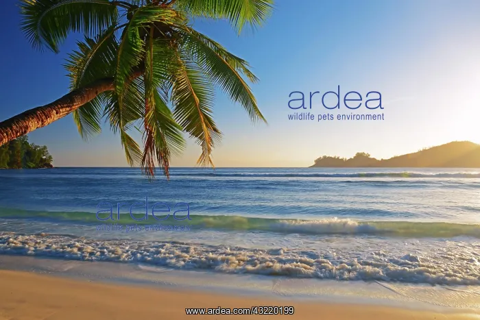 : Coconut tree overhanging, in the beautiful bay of : Coconut tree overhanging, in the beautiful bay of