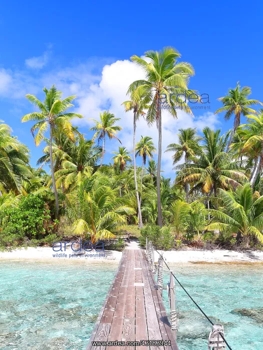 : Coconut trees, pontoon and deserted beach near Tetamanu : Coconut trees, pontoon and deserted beach near Tetamanu