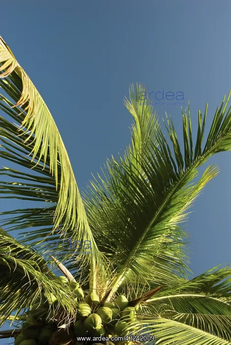  : Coconutpalm