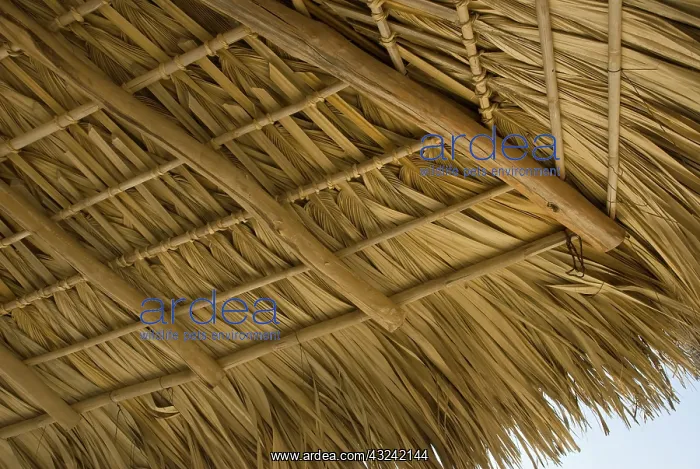 : Coconutpalm : Coconutpalm