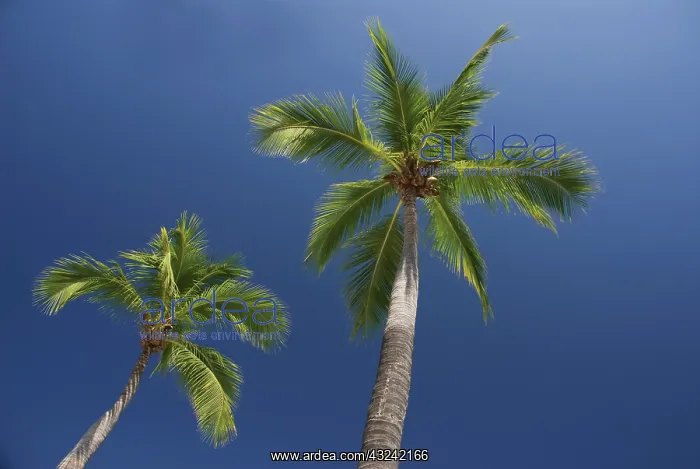 : Coconutpalm : Coconutpalm